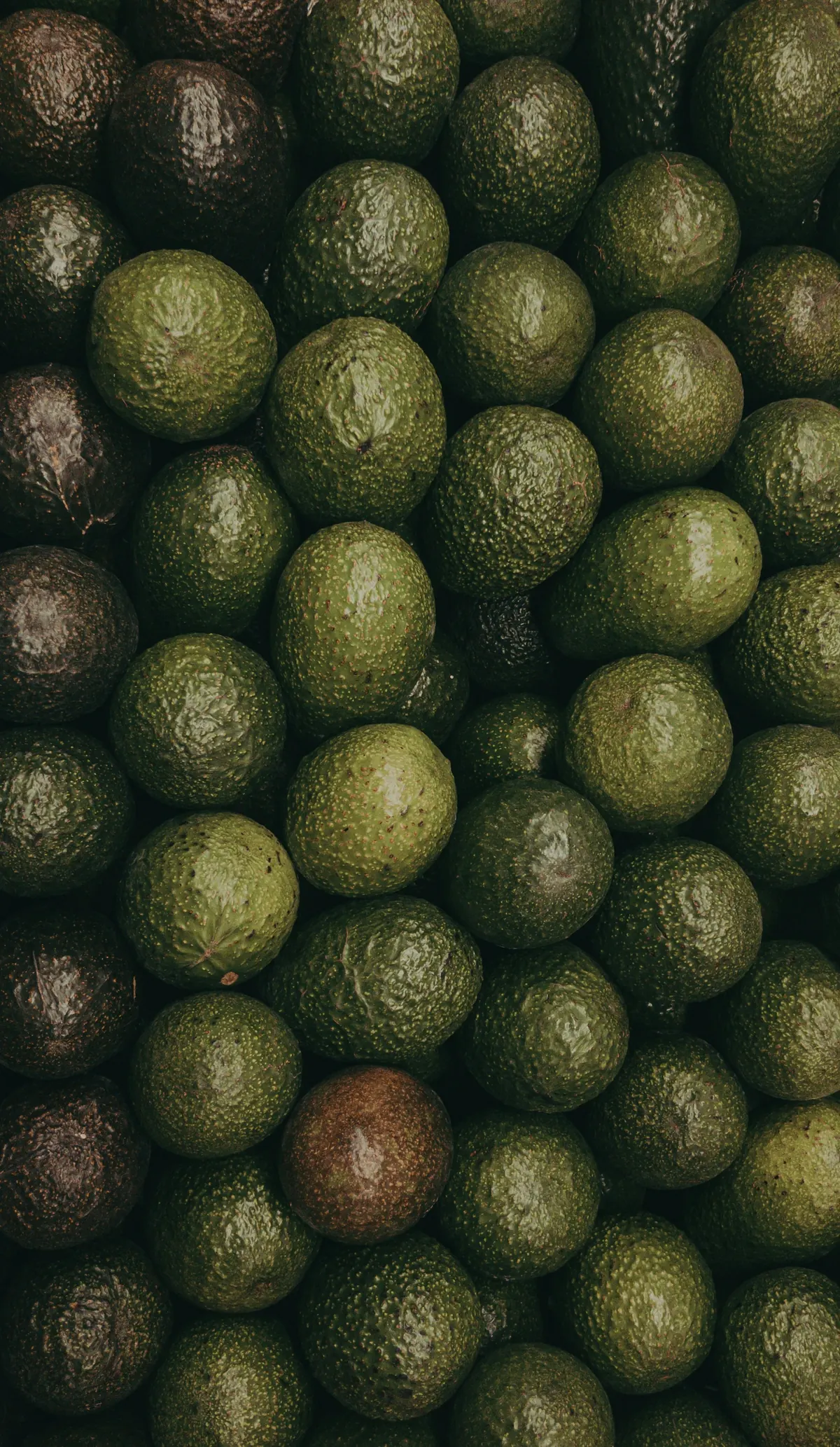Hass avocados checked before packing