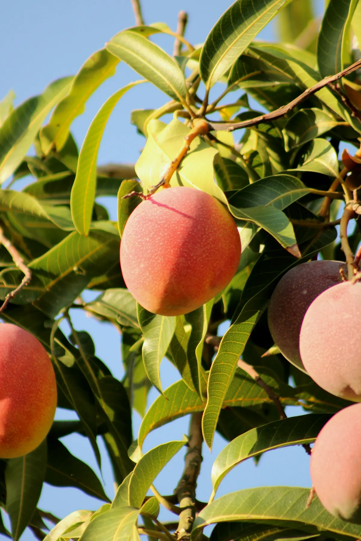 Kent mangoes ripening