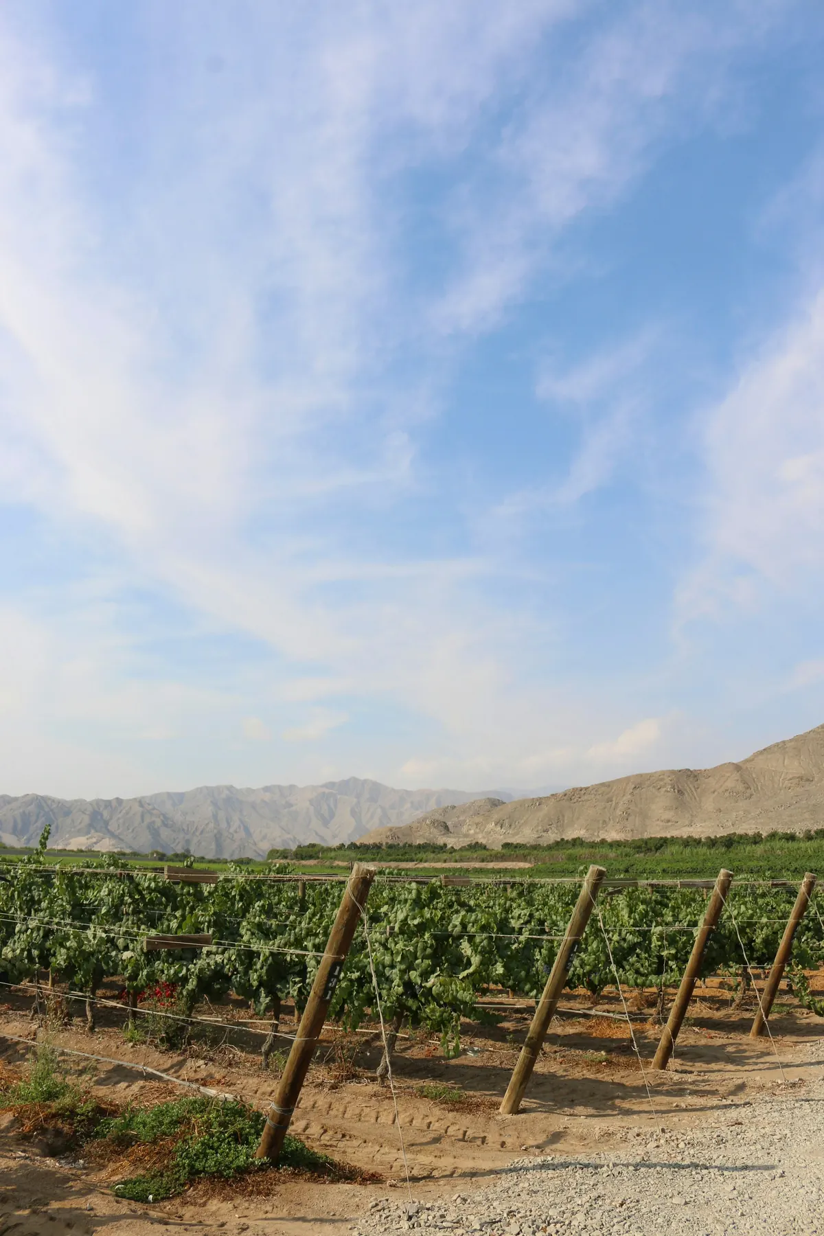 Table grape vineyard